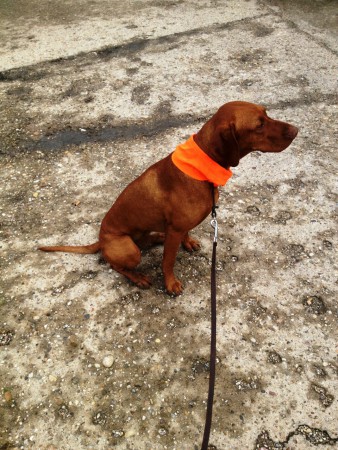 prvá polovačka :-)